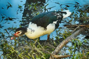 Print of Photorealism Animal Photography by Gerhardt Isringhaus