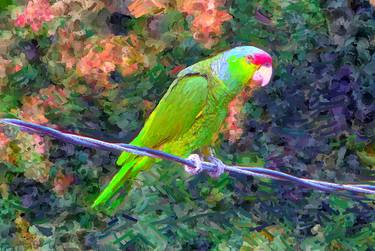 Emancipated Parrot - Limited Edition of 10 thumb