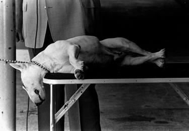 Original Documentary Dogs Photography by Gerhardt Isringhaus