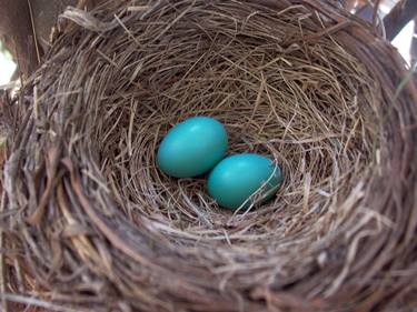 Robin Eggs in Nest - Limited Edition of 10 thumb