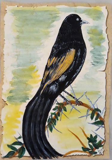 Long-tailed widowbird. thumb
