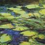 Collection Water lilies