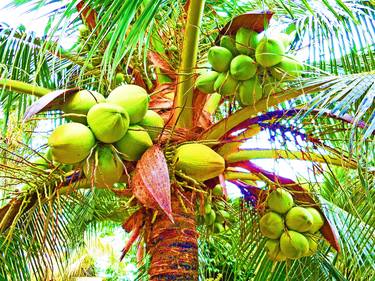 Print of Photorealism Tree Photography by Sarah Scherf