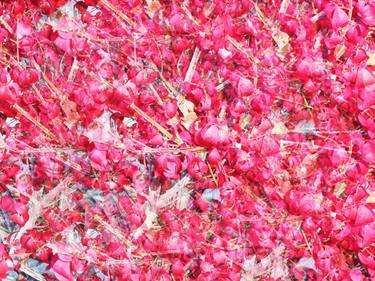 Print of Impressionism Floral Photography by Sarah Scherf