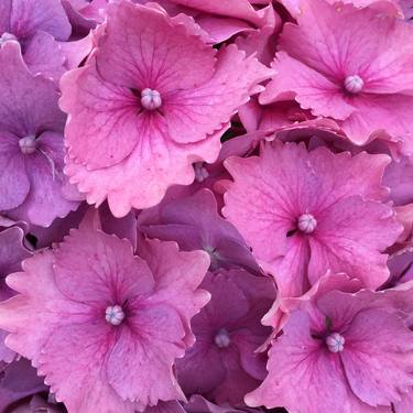 Hydrangea - Frilly In Pink - No_2075 thumb