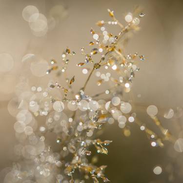 Print of Documentary Nature Photography by Volker Kuehne