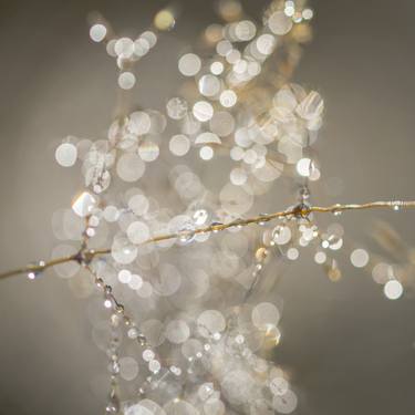 Print of Documentary Nature Photography by Volker Kuehne