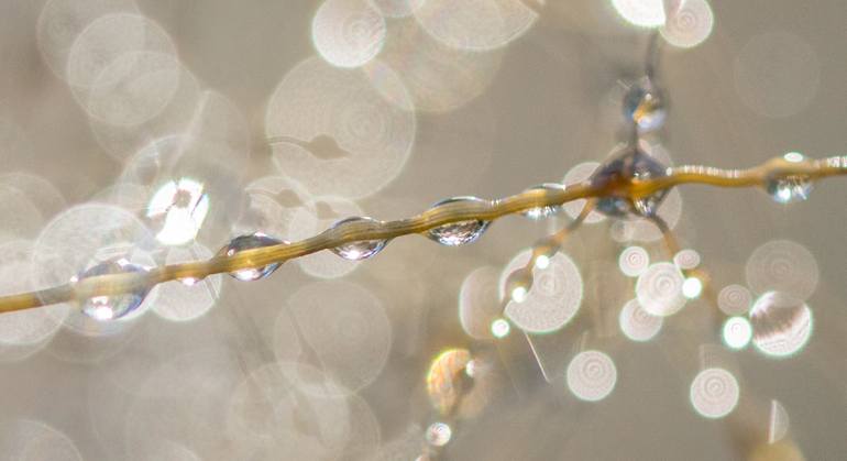 Original Documentary Nature Photography by Volker Kuehne