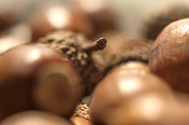 Acorns in the fall - Limited Edition 1 of 20 thumb