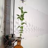 growth rendering device by David Bowen