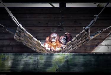 Orangutan Couple - Limited Edition 1 of 5 thumb