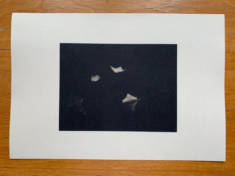 Original Documentary Animal Photography by Wojciech J Walkowicz