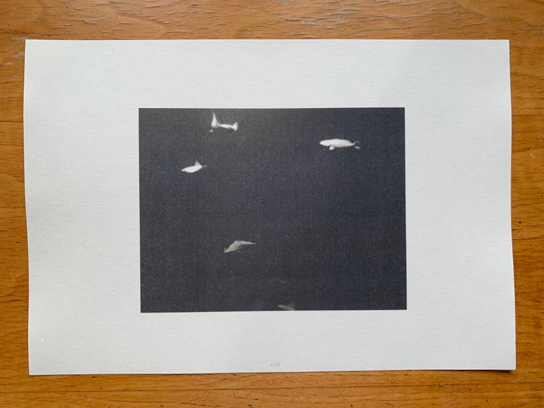 Original Documentary Animal Photography by Wojciech J Walkowicz