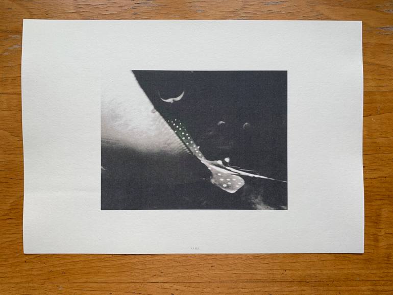 Original Documentary Animal Photography by Wojciech J Walkowicz