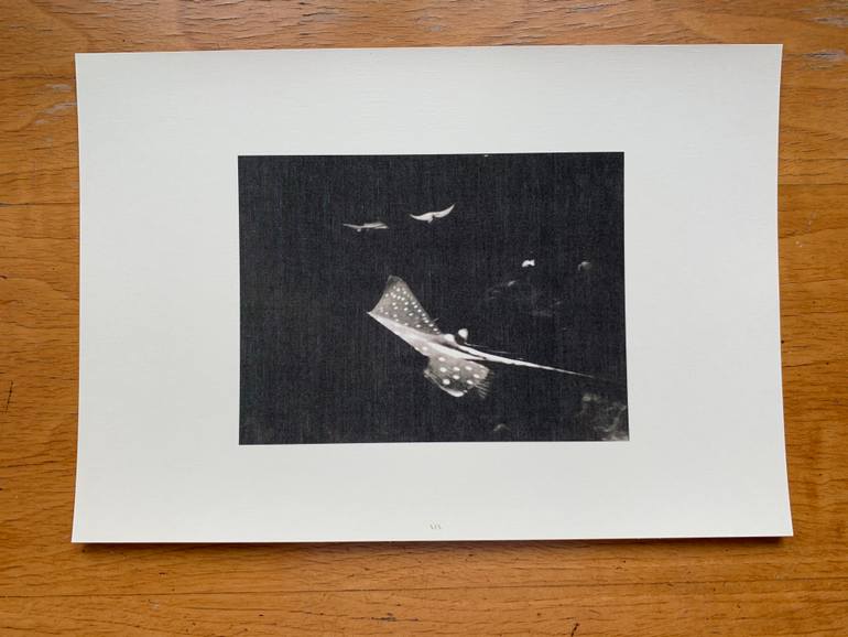 Original Documentary Animal Photography by Wojciech J Walkowicz