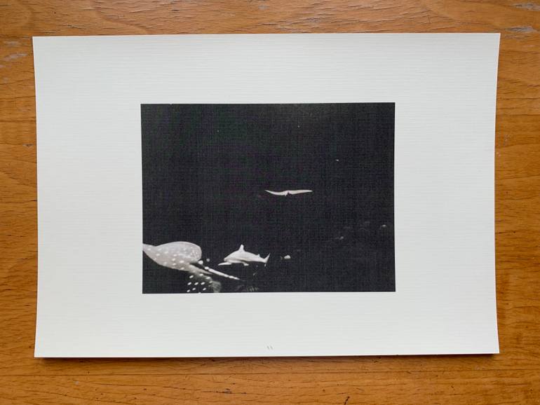 Original Documentary Animal Photography by Wojciech J Walkowicz