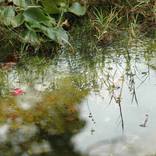 Water Lillies - Limited Edition 1 of 5 by Penelope Hunt