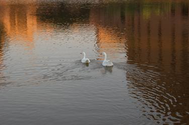 ducks in water thumb