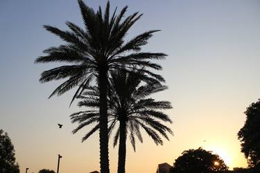palm trees in evening thumb