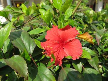 beautiful red flower in garden thumb