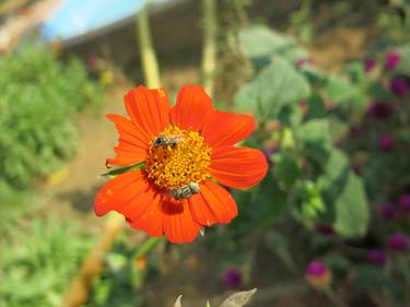 honey bee on beautiful orange flower thumb