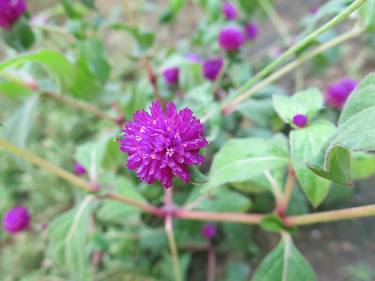 beautiful purple flower in garden thumb
