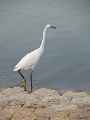 beautiful white duck near river thumb
