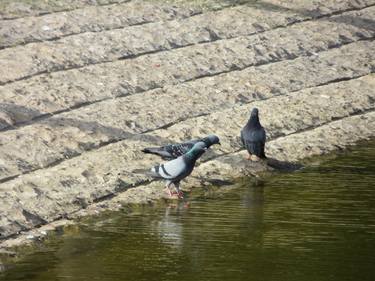 pigeons near green lake thumb