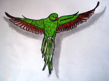 green parrot on paper thumb