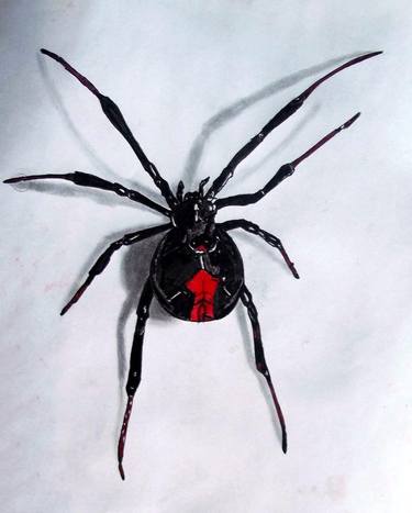 Australian Red Back spider Art on Paper thumb