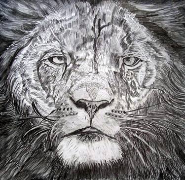 Lion detailed pencil sketch thumb