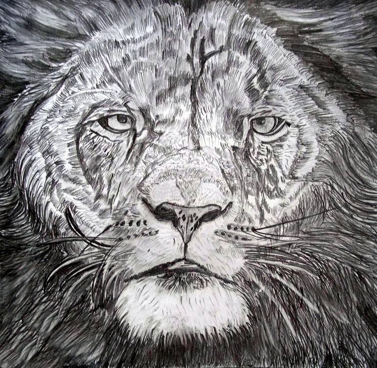 detailed lion drawings in pencil