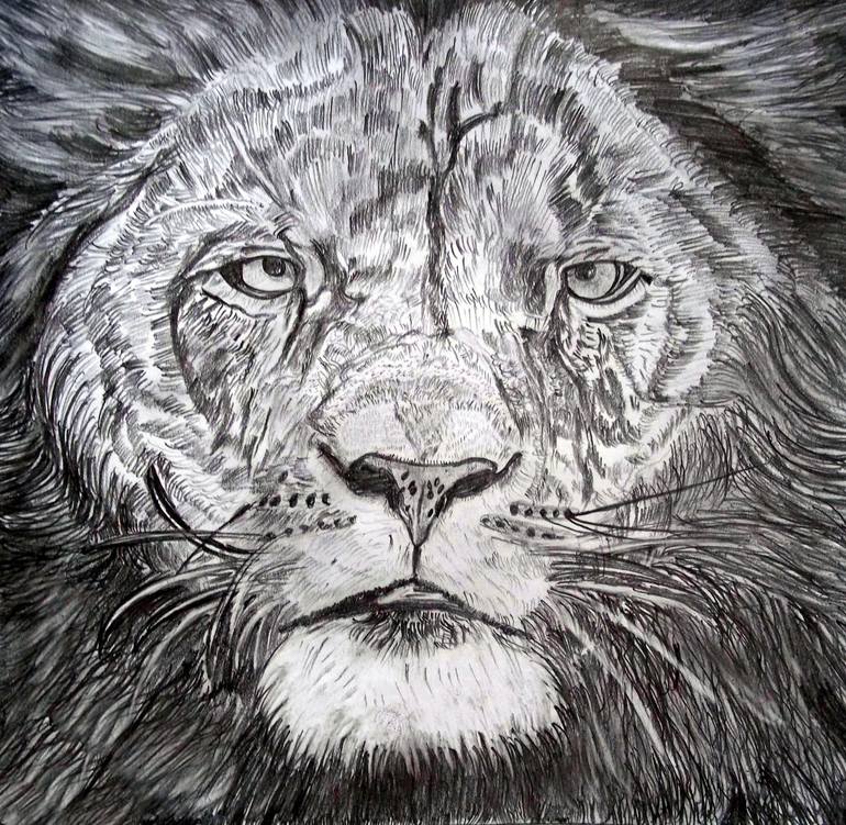 Lion detailed pencil sketch