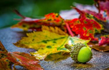 Fall Landscape Of Red And Yellow Foliage thumb