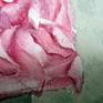 Rose closeup