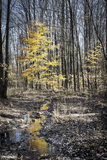 Print of Fine Art Nature Photography by Brian DeWolf