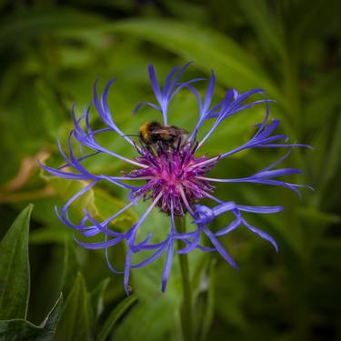 Original Photorealism Nature Photography by Mike Molloy