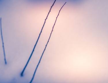 Print of Abstract Garden Photography by Mike Molloy