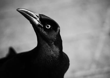 Great-Tailed Grackle I, Tx, USA thumb