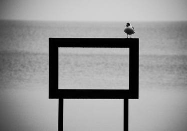 Solitary Gull thumb