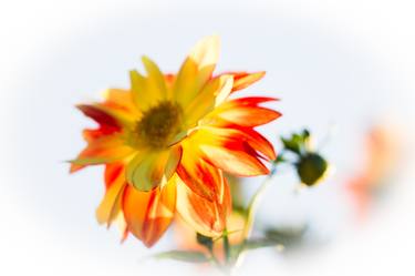 Sunshine Flower thumb