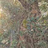 QUERCIA NELL'EDERA by MARCELLO DELLA VALLE