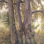 LE TRE QUERCE by MARCELLO DELLA VALLE