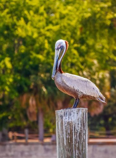 Pelican Perched on Post thumb