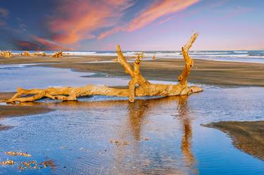 Driftwood on Beach in Late Day Sun thumb