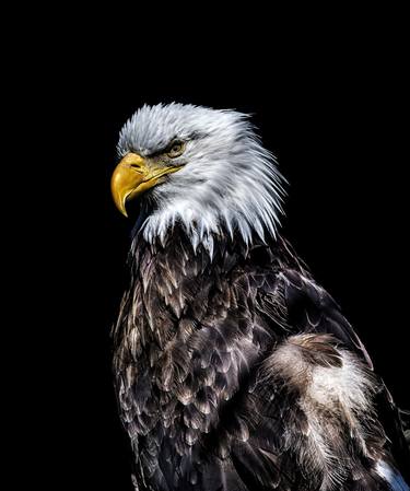 Eagle on Black thumb