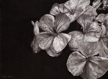 Original Figurative Floral Drawings by Tiziana Derosa