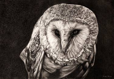 Gufo - Owl thumb