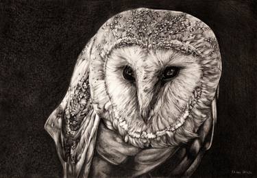 Original Figurative Animal Drawings by Tiziana Derosa