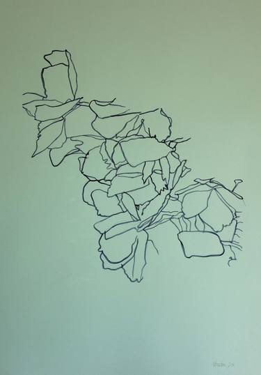 Hydrangea drawing (on pale blue) thumb